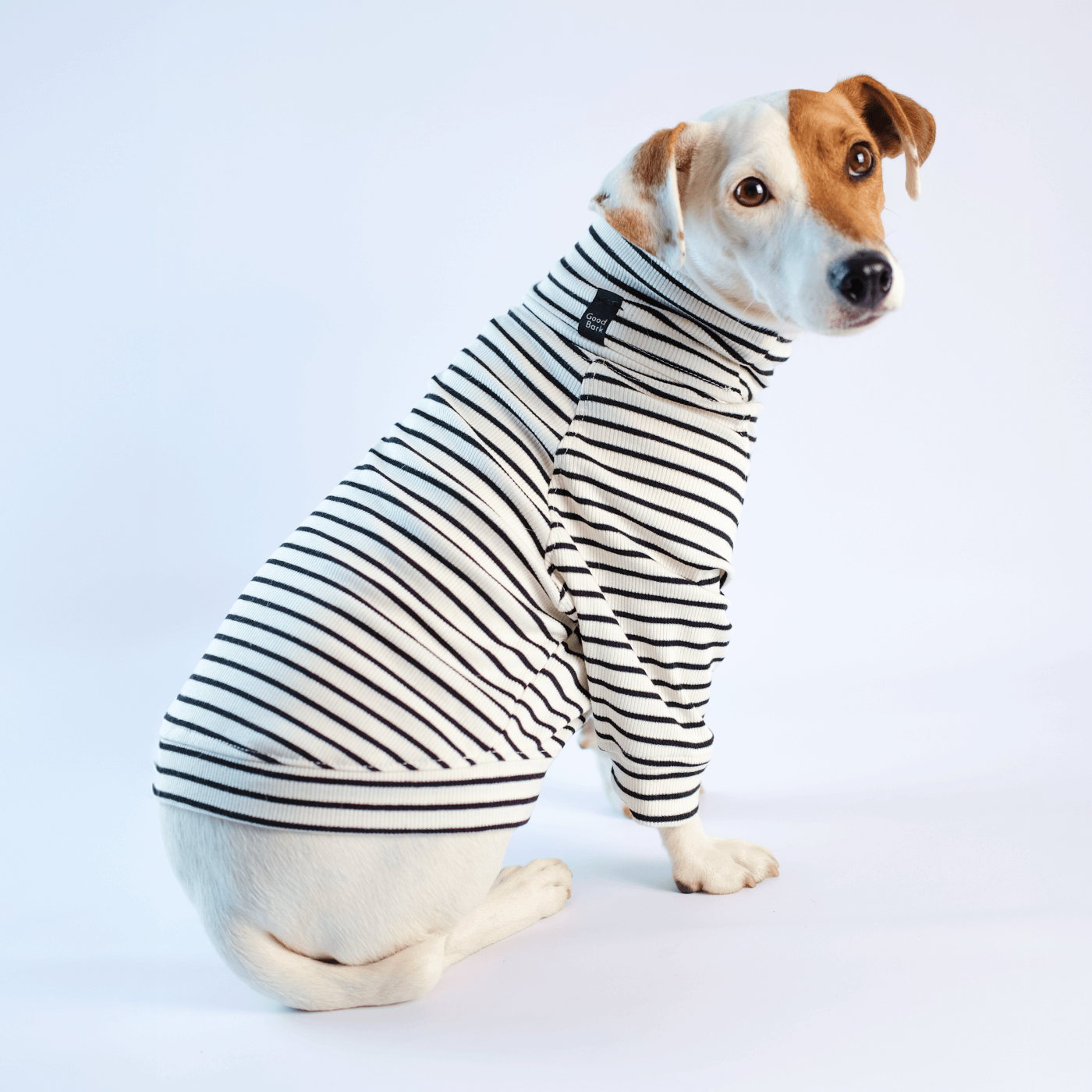 Jack Rusell con suéter en tejido de punto blanco de rayas negras - Good Bark