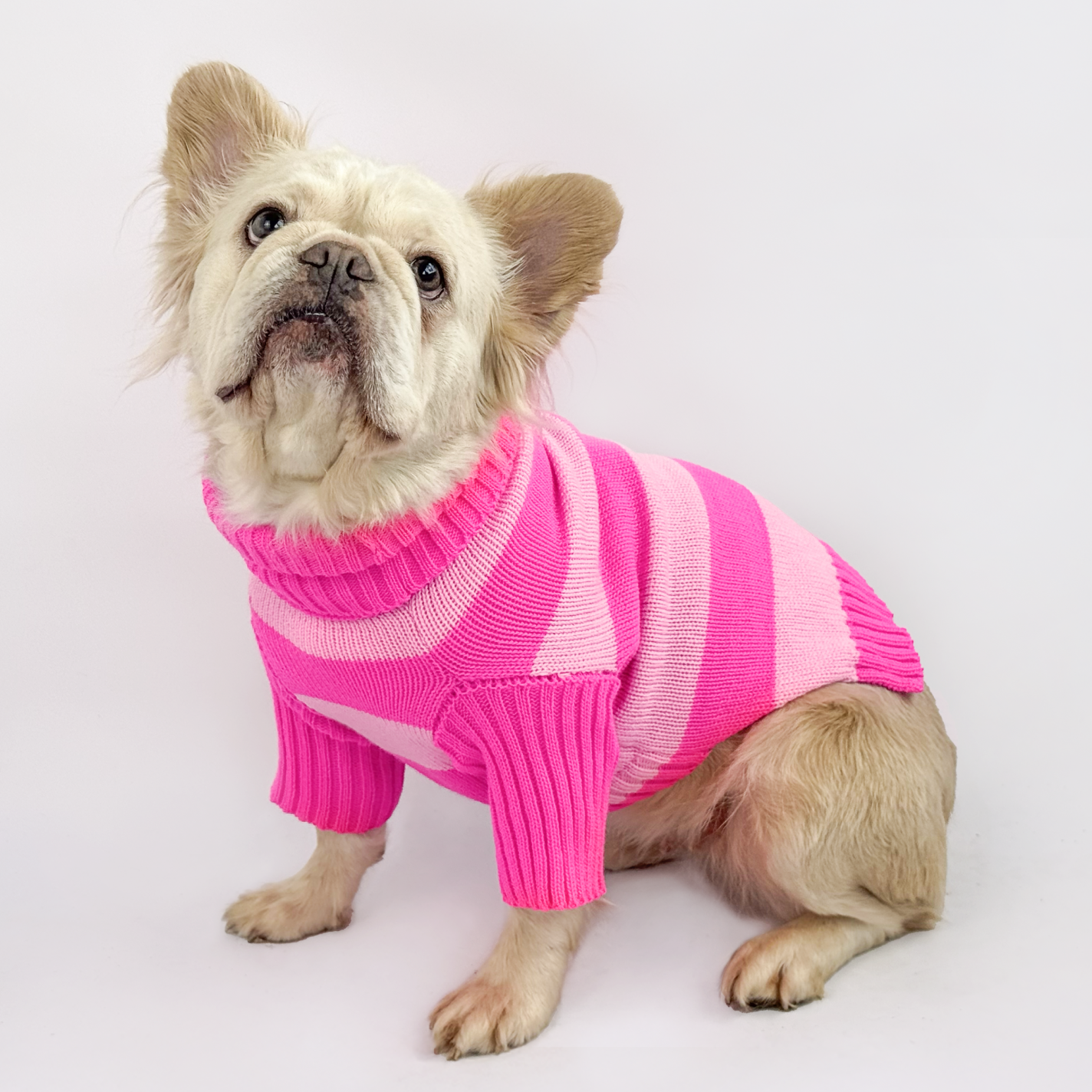 Bulldog francés  con suéter tejido fucsia y rosado - Good Bark