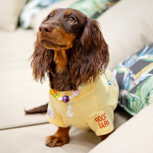 Salchica con camiseta manga corta estampada pawsitive vives - Good Bark