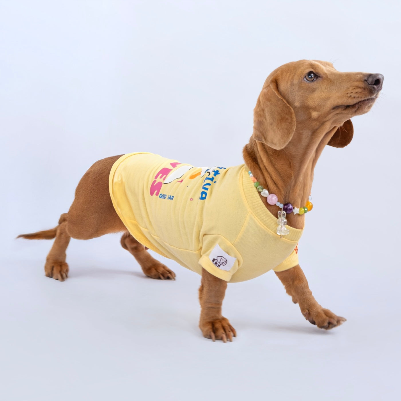 Salchica con camiseta manga corta estampada pawsitive vives - Good Bark