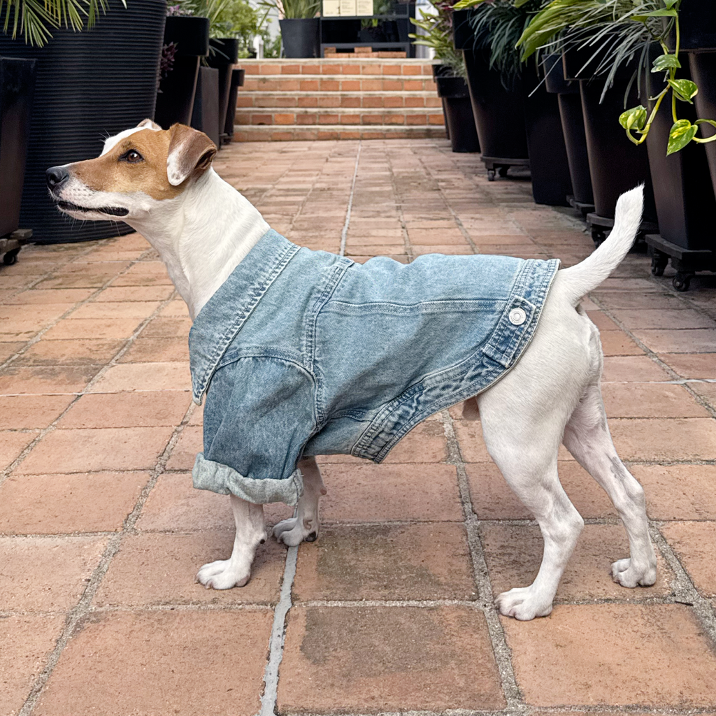 Chaqueta Denim 100% algodón con broches metalicos para perros - Good Bark