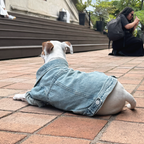 Chaqueta Denim 100% algodón con broches metalicos para perros - Good Bark