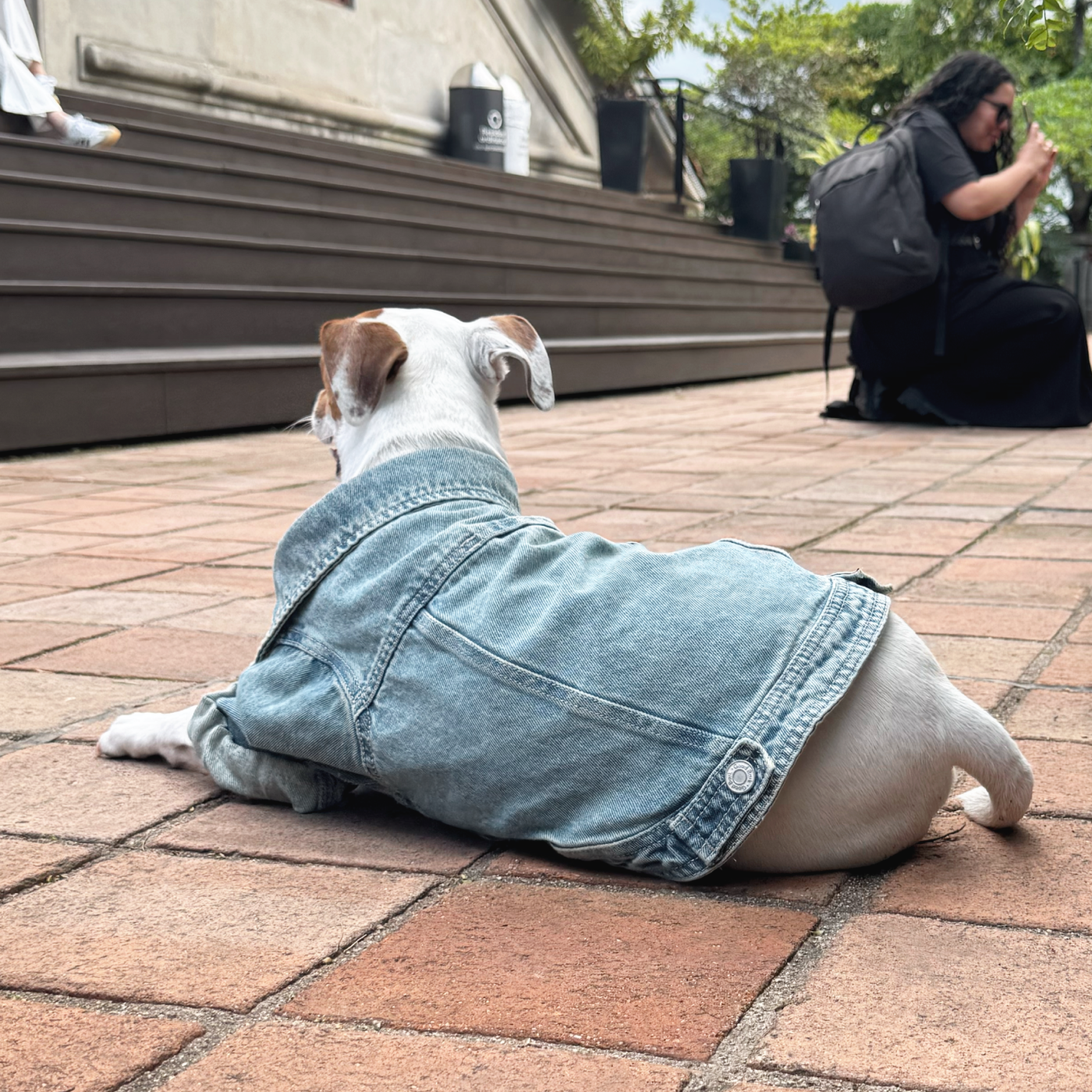 Chaqueta Denim 100% algodón con broches metalicos para perros - Good Bark