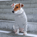 Jack Rusell con suéter en tejido de punto blanco de rayas negras - Good Bark