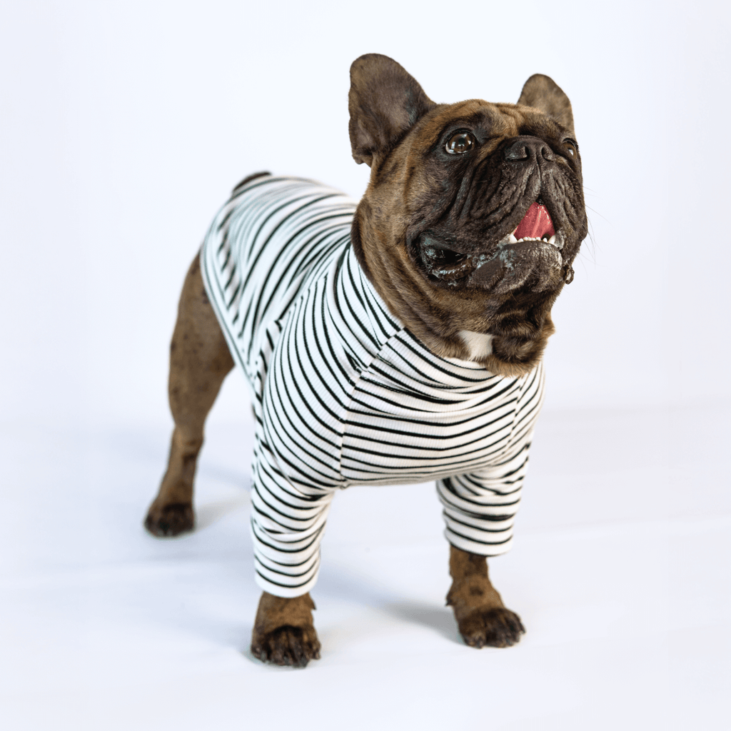 Bulldog francés con suéter en tejido de punto blanco de rayas negras - Good Bark