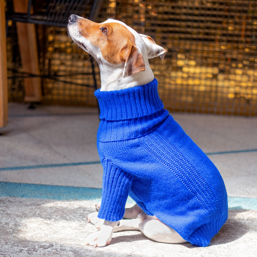 Jack Russell con suéter tejido azul - Good Bark