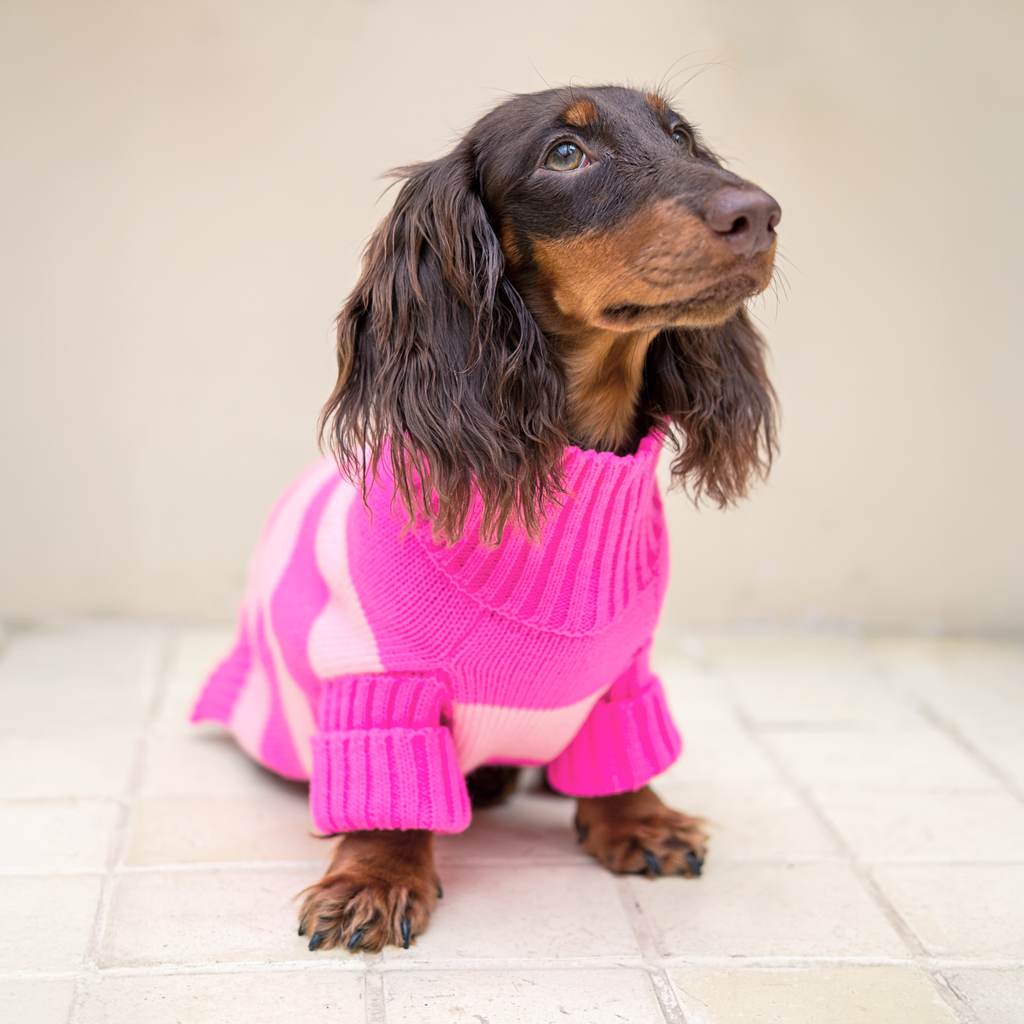 Salchicha con suéter tejido fucsia y rosado - Good Bark