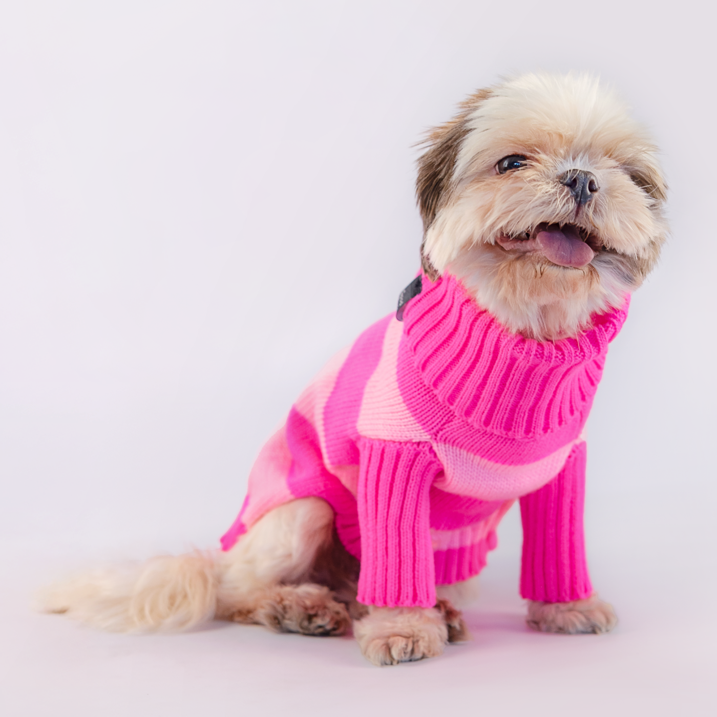 Shih Tzu con suéter tejido fucsia y rosado - Good Bark