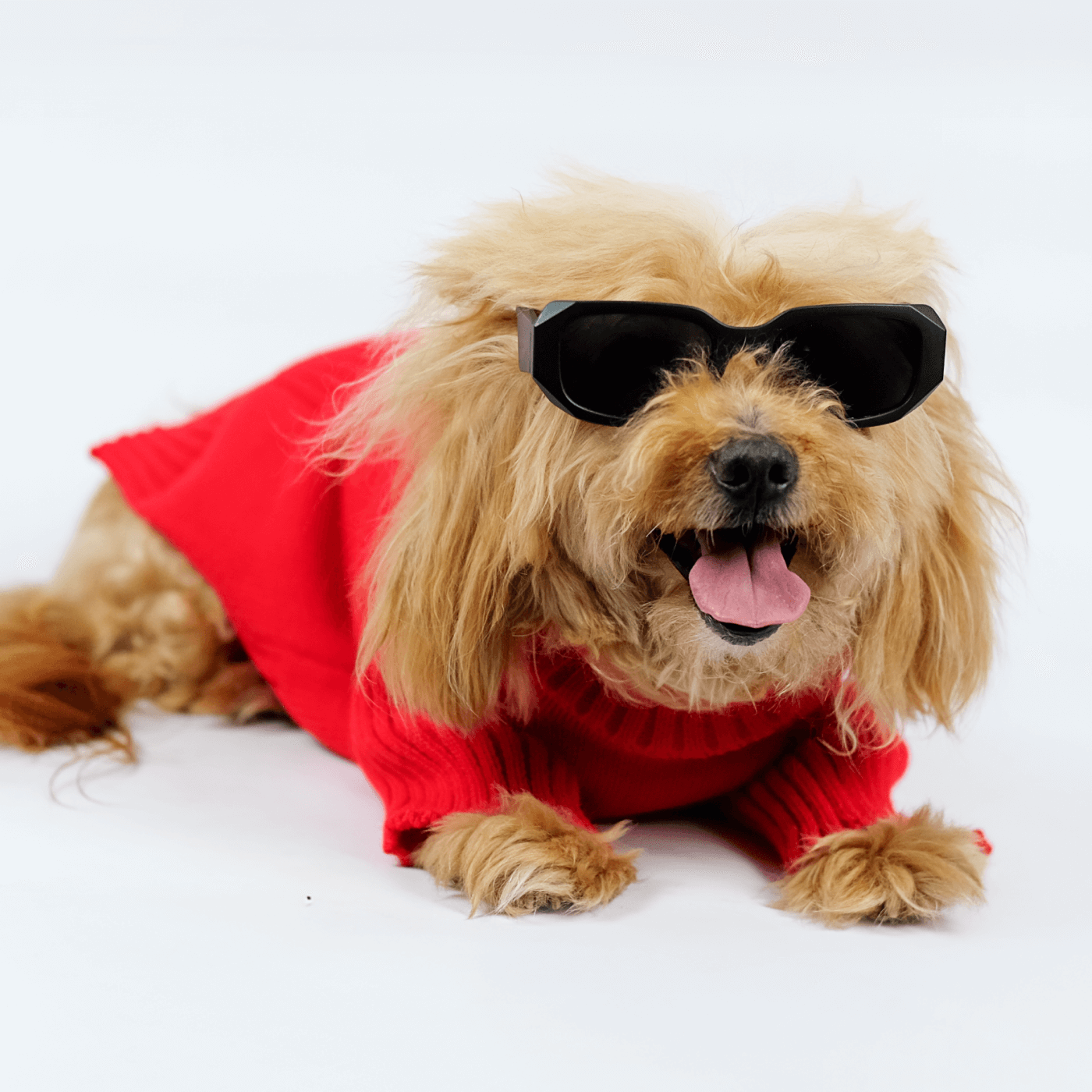 Perro con suéter tejido rojo - Good Bark