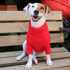 Perro con suéter tejido rojo - Good Bark