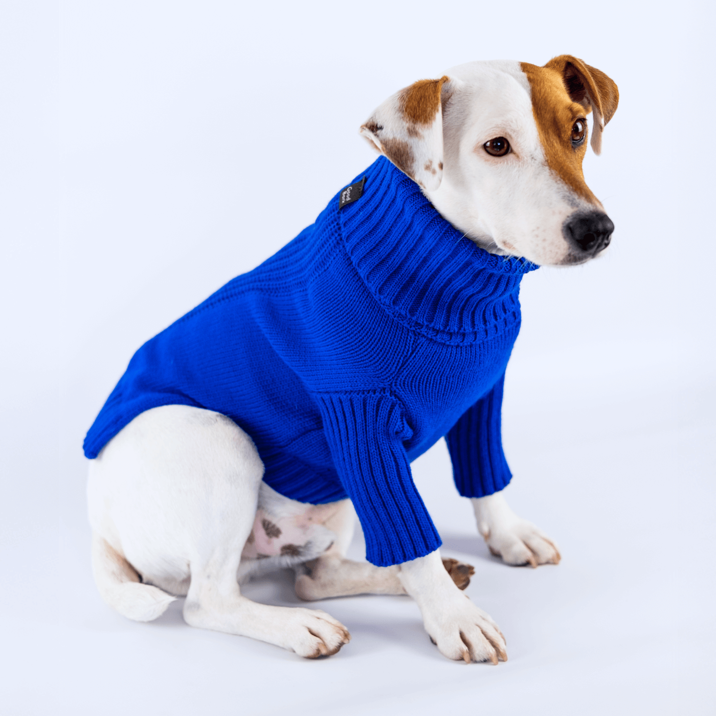 Jack Russell con suéter tejido azul - Good Bark